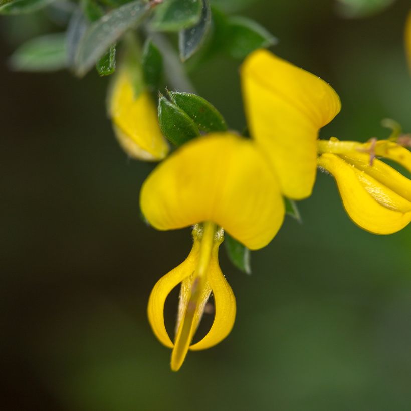 Genista pilosa Vancouver Gold - Genêt poilu (Flowering)