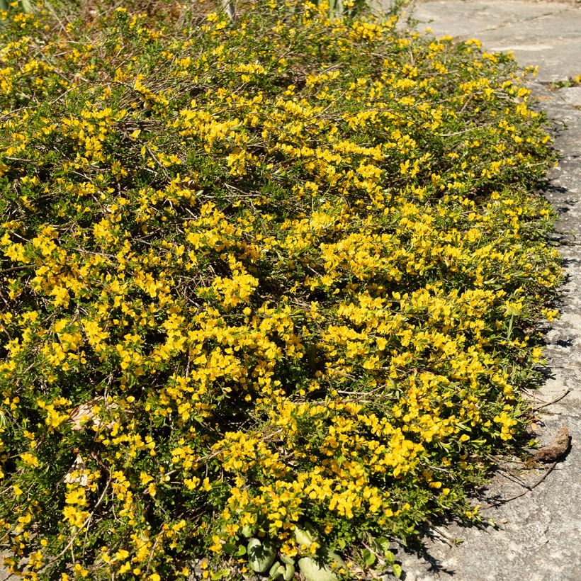 Genista pilosa Vancouver Gold - Genêt poilu (Plant habit)