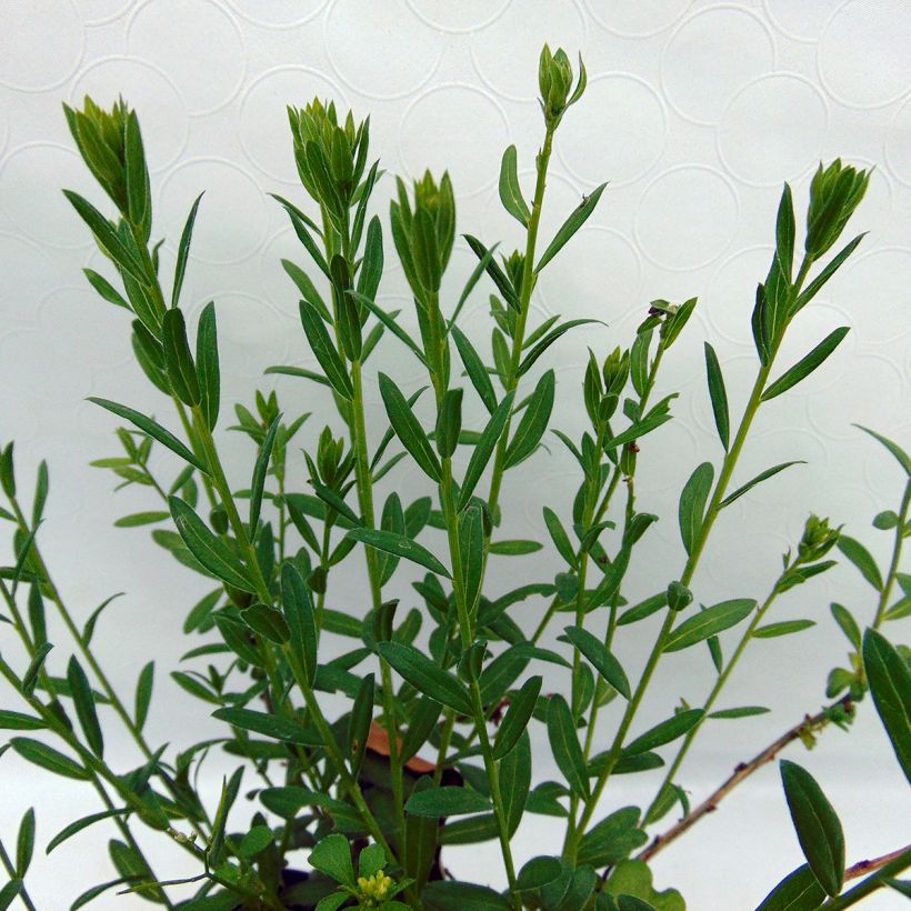 Genista tinctoria Plena - Genêt des teinturiers (Foliage)