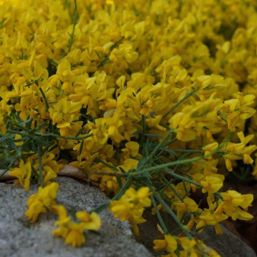 Genista tinctoria Royal Gold - Genêt des teinturiers (Flowering)