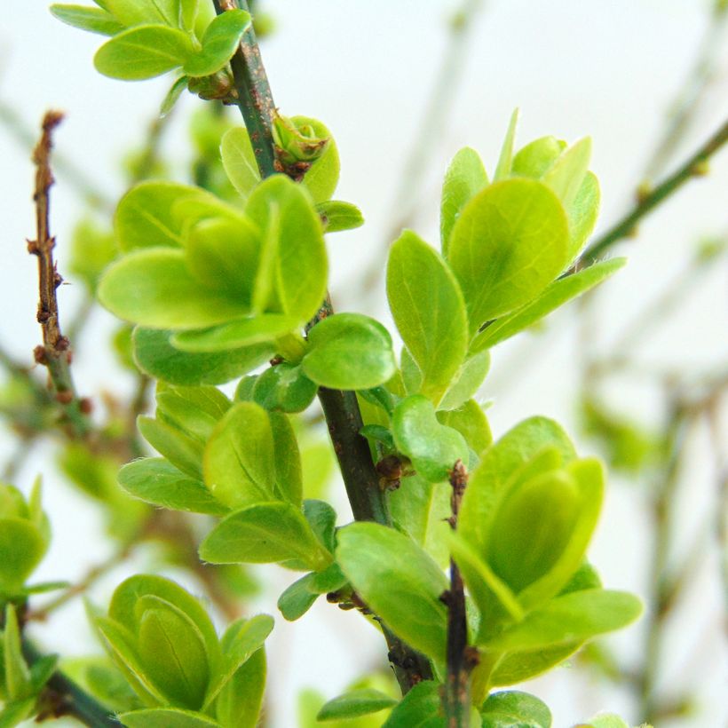 Genista tinctoria Royal Gold - Genêt des teinturiers (Foliage)