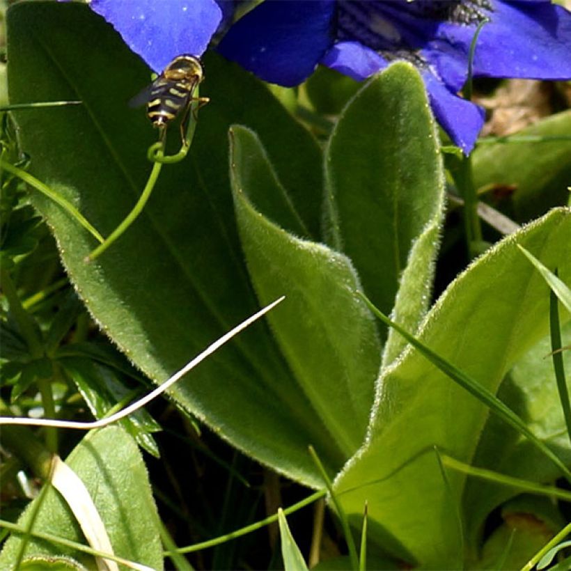 Gentiane acaulis - Gentiane des Alpes (Foliage)