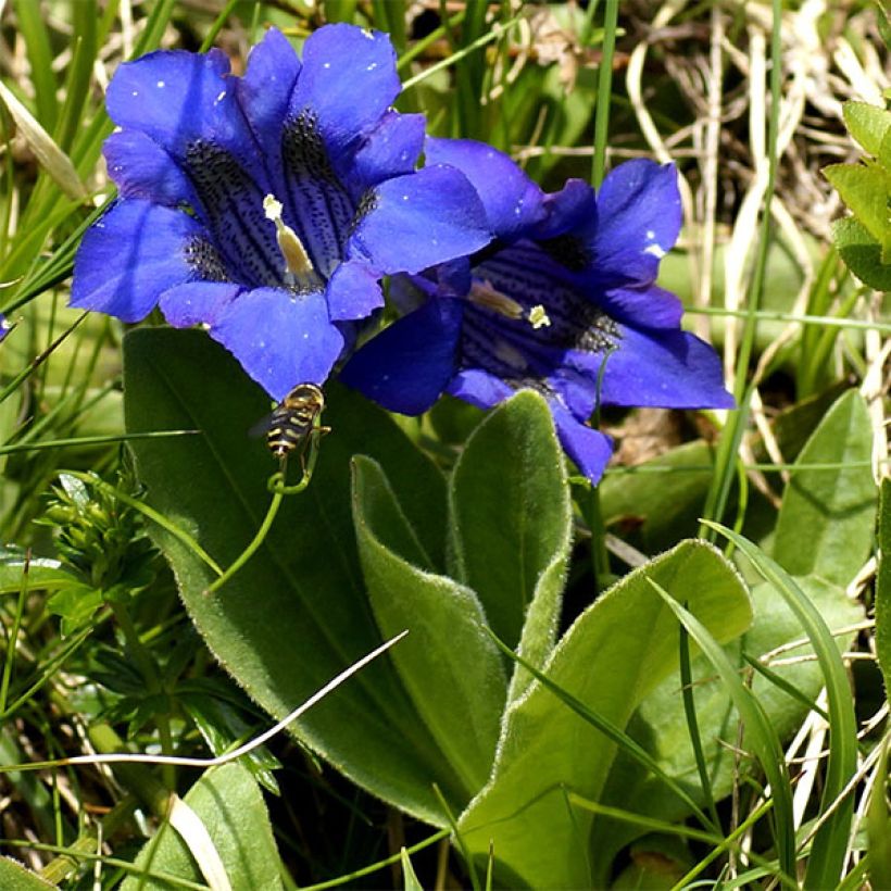 Gentiane acaulis - Gentiane des Alpes (Plant habit)