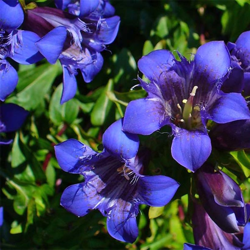 Gentiane septemfida var. lagodechiana (Flowering)