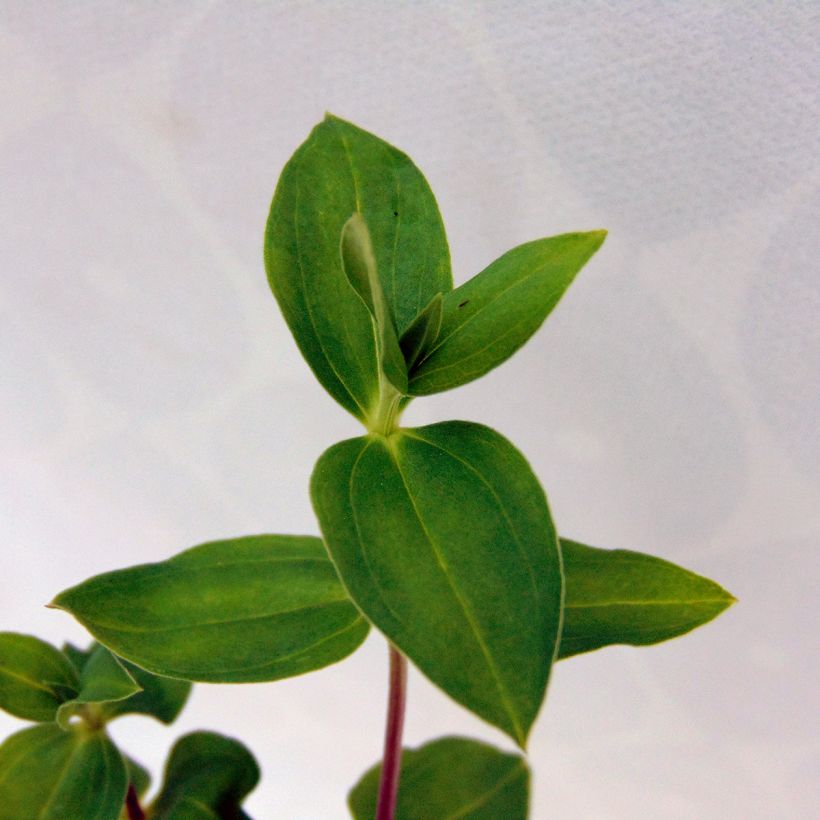 Gentiane Little Pinkie (Foliage)