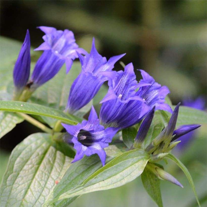 Gentiane asclépiade - Gentiana asclepiadea (Flowering)