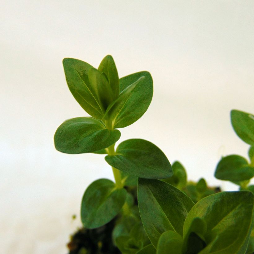 Gentiane septemfida var. lagodechiana (Foliage)