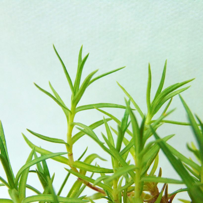Gentiane sino-ornata bleue à floraison automnale, Gentiana (Foliage)