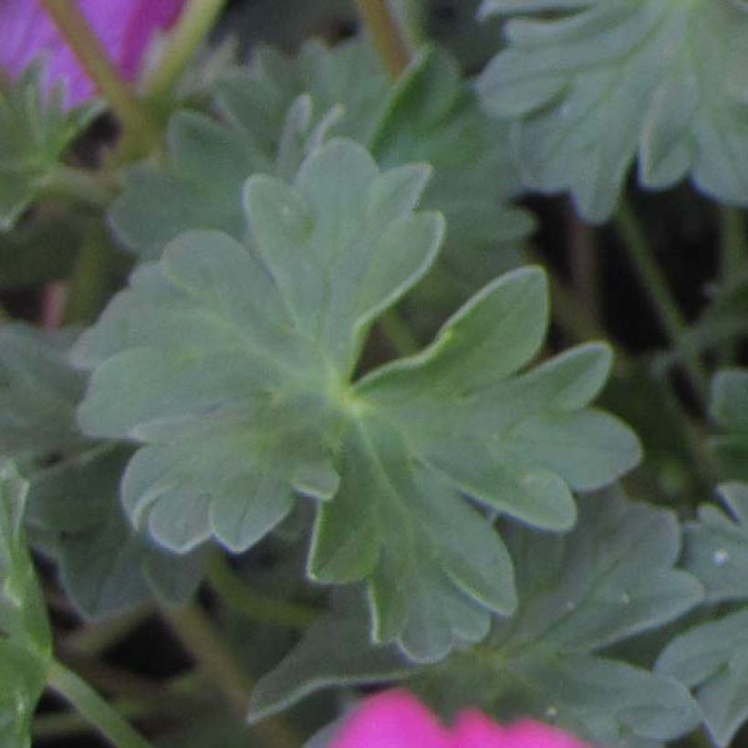 Géranium vivace cinereum Carol (Foliage)
