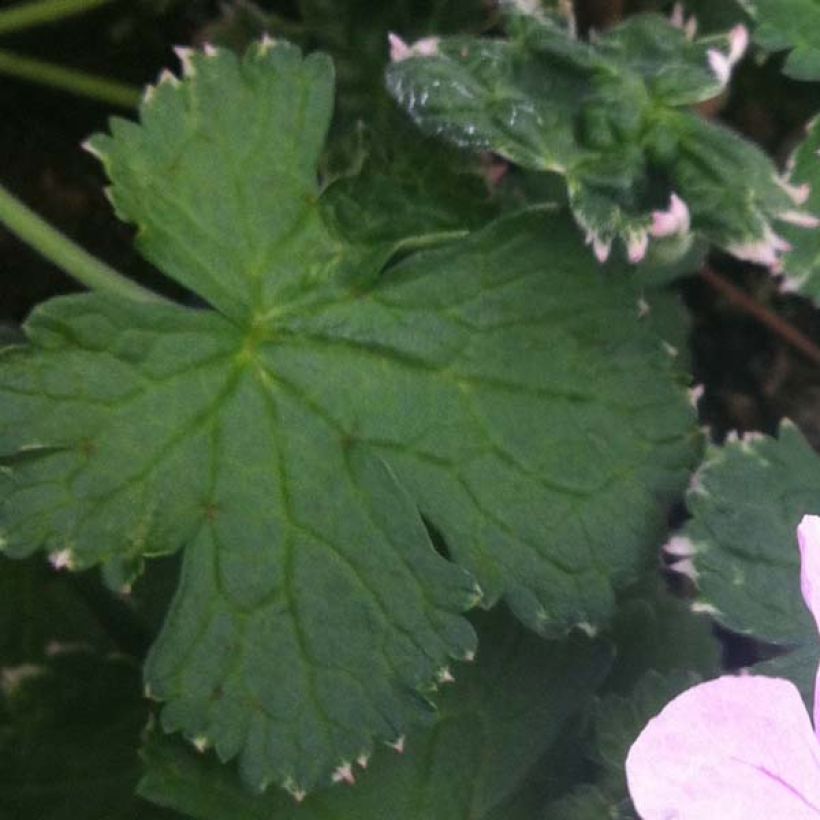 Géranium vivace Dreamland (Foliage)