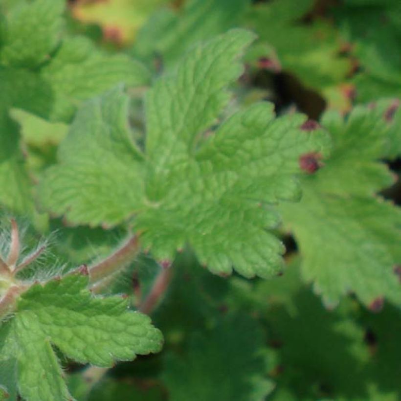 Géranium vivace ibericum (Foliage)