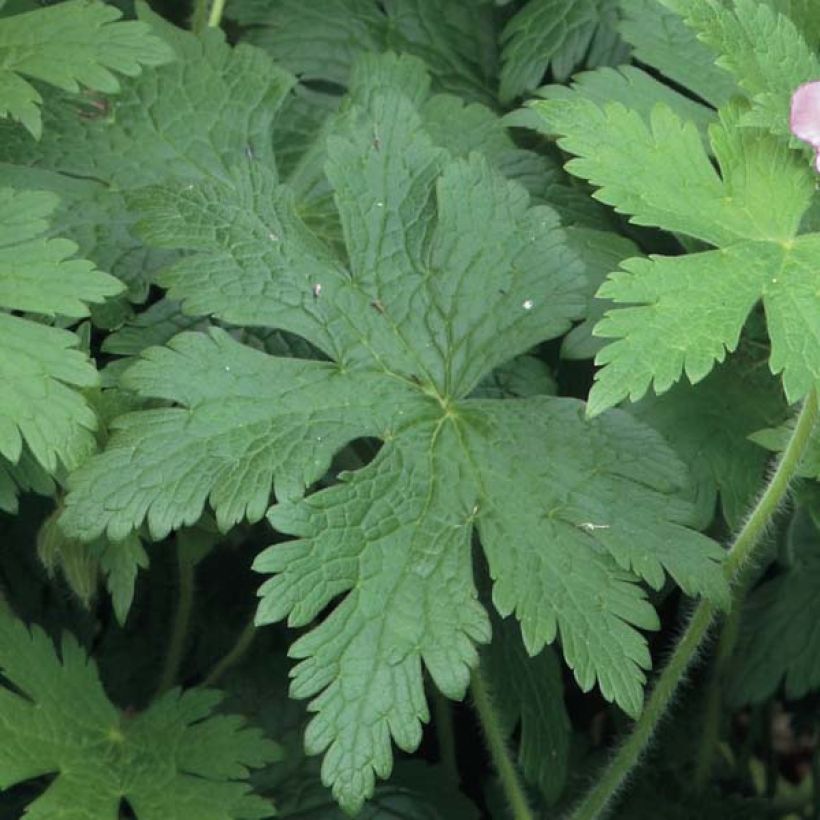 Géranium vivace Sirak (Foliage)