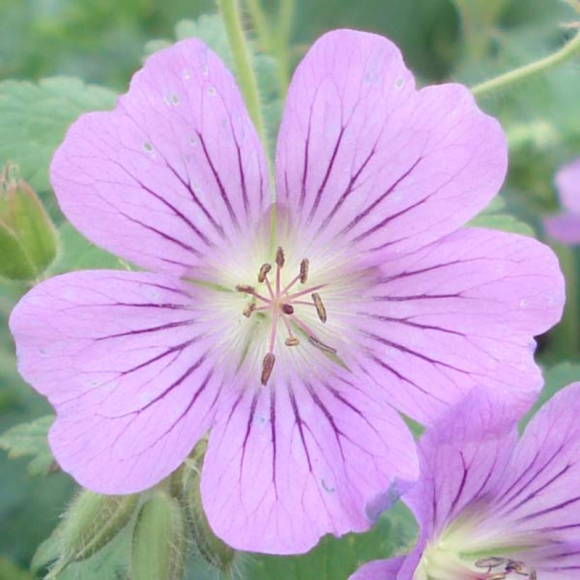 Géranium vivace Sirak (Flowering)