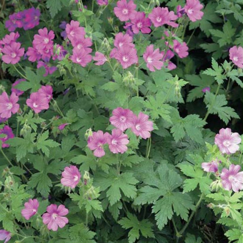 Géranium vivace Sirak (Plant habit)