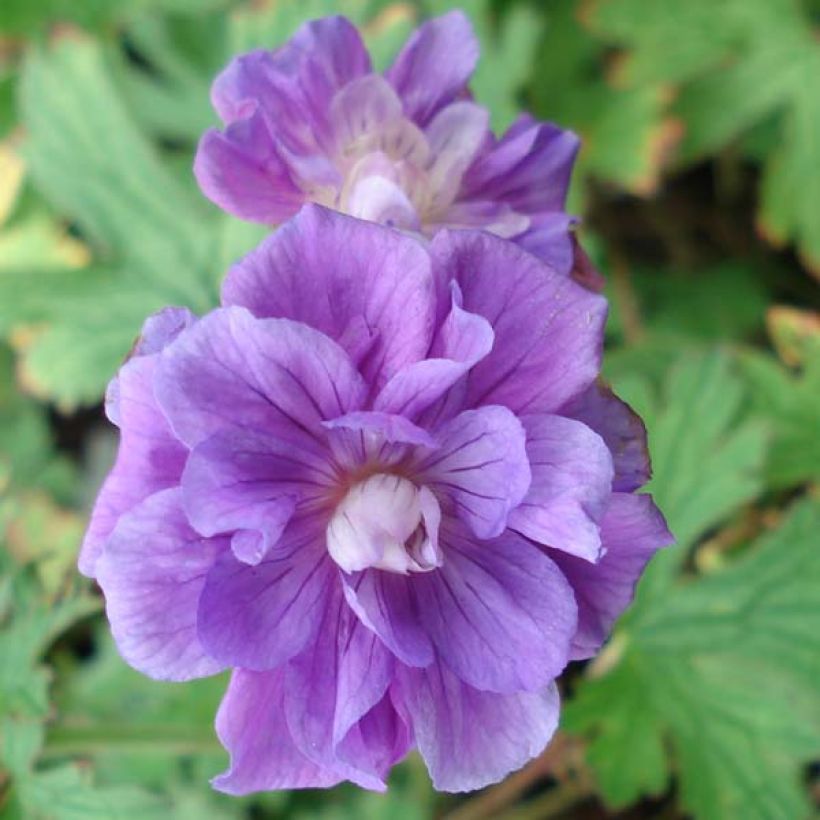 Géranium vivace himalayense Plenum (Birch Double) (Flowering)