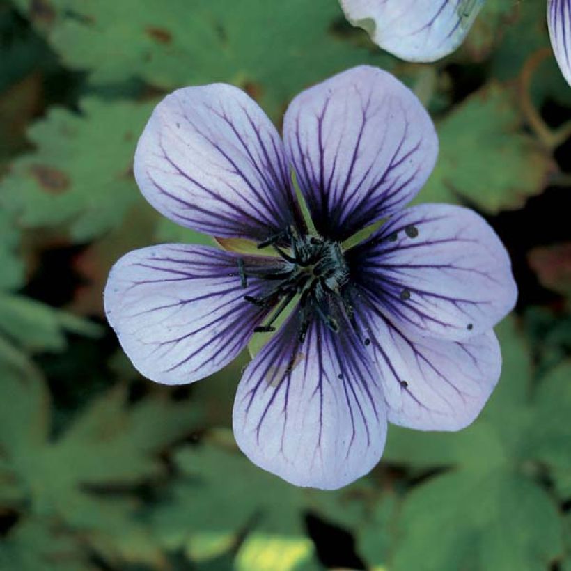 Géranium vivace Salomé (Flowering)