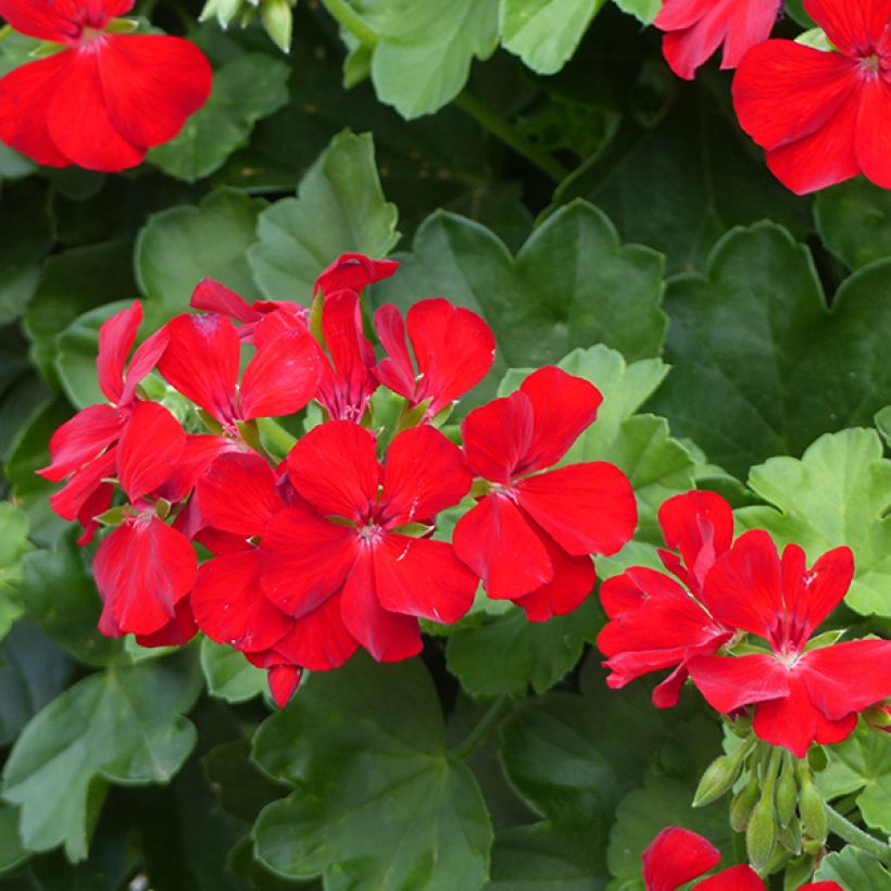 Géranium interspécifique TwoinOne Dark Red - Pelargonium (Flowering)