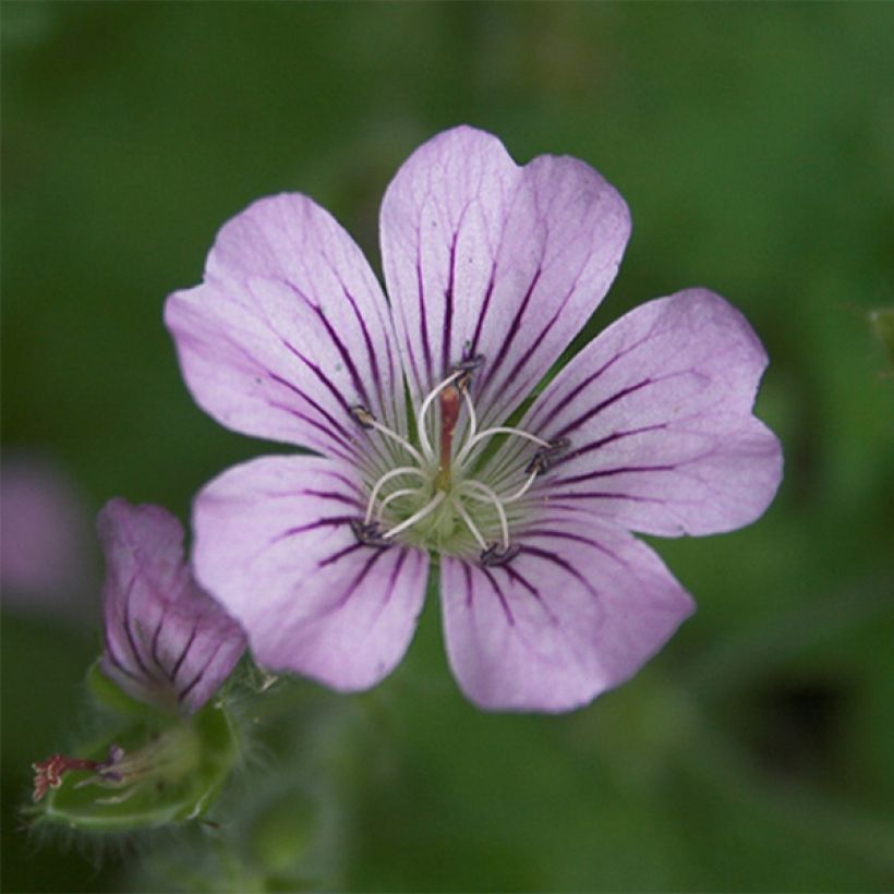 Géranium vivace Karen Wouters (Flowering)