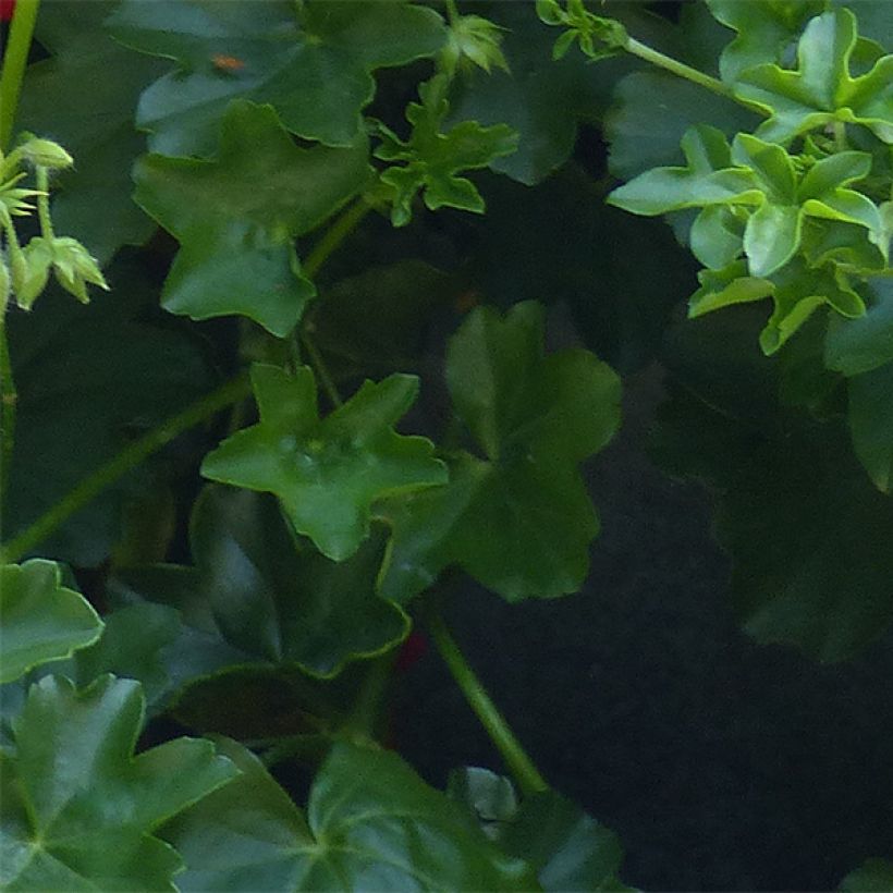 Géranium-lierre double Rouletta (Mexikanerin)  (Foliage)