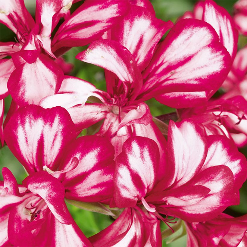 Géranium-lierre double Rouletta (Mexikanerin)  (Flowering)