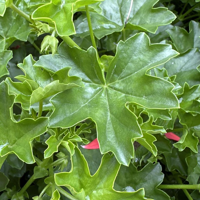 Géranium-lierre Roi des Balcons rouge Imperial (Foliage)