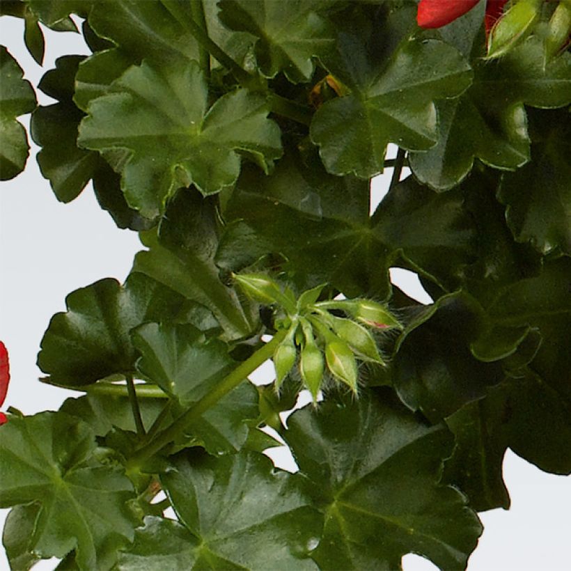 Géranium-lierre double Ruby (Foliage)