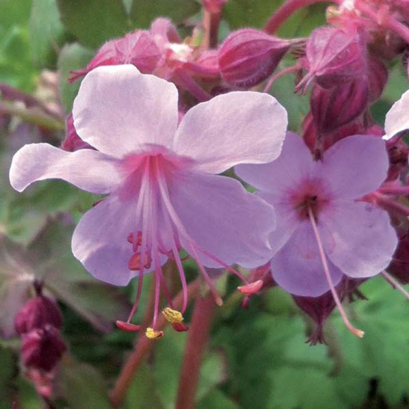 Géranium vivace macrorrhizum Olympos (Flowering)