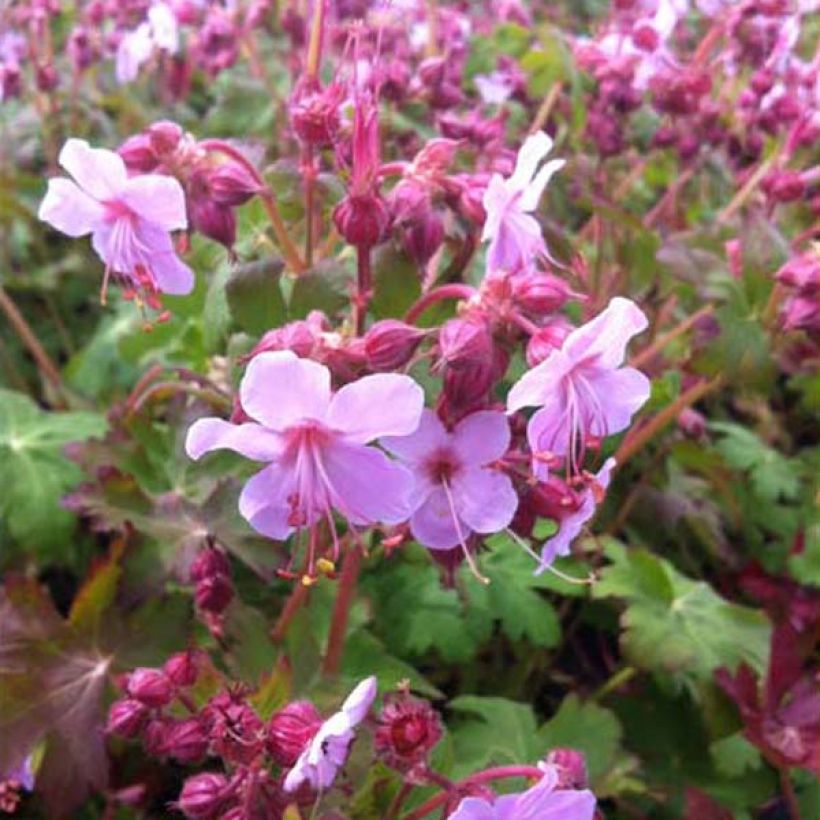 Géranium vivace macrorrhizum Olympos (Plant habit)