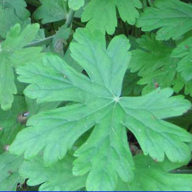 Géranium vivace macrorrhizum Czakor (Foliage)