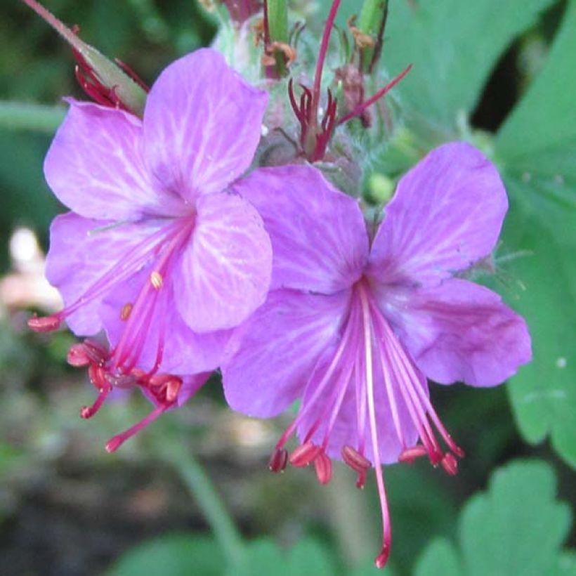 Géranium vivace macrorrhizum Czakor (Flowering)