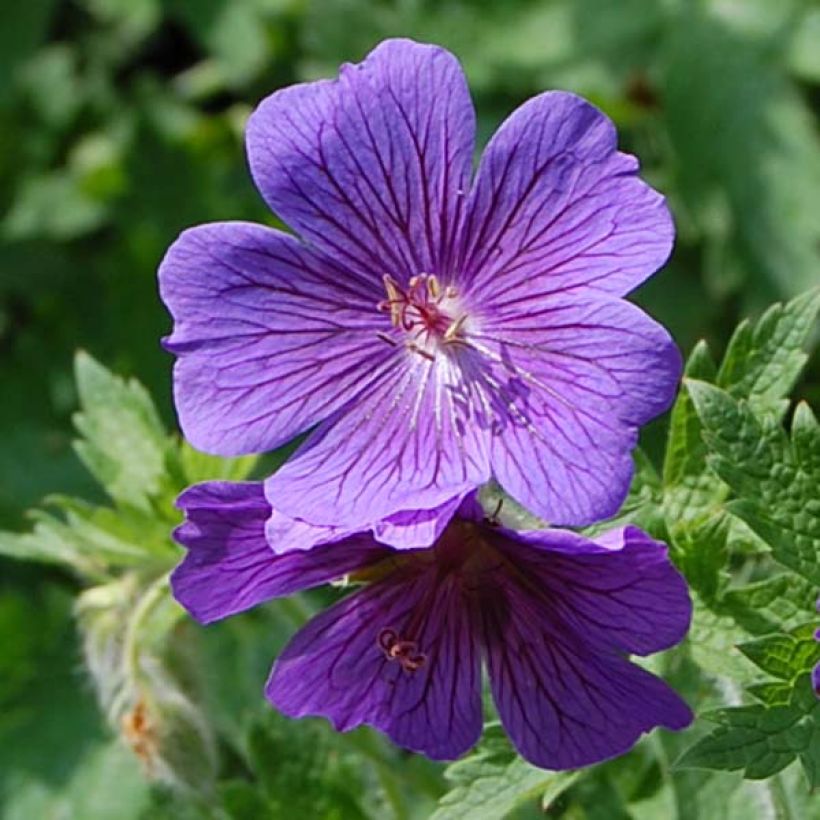 Géranium vivace magnificum (Flowering)