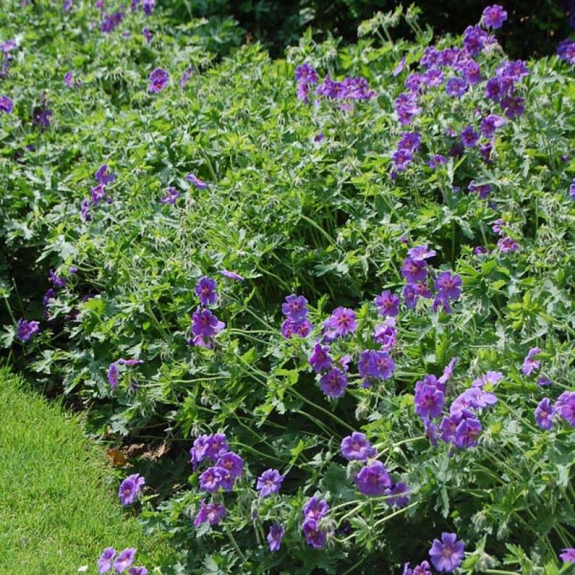 Géranium vivace magnificum (Plant habit)