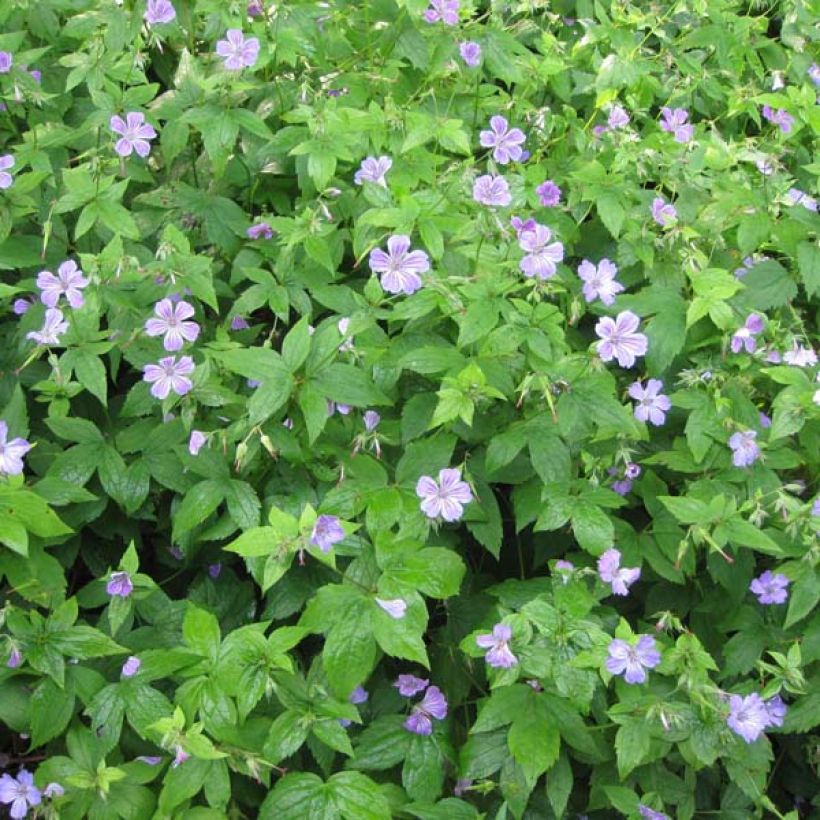 Géranium vivace nodosum  (Plant habit)