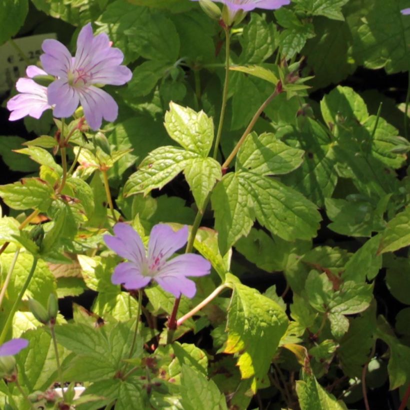 Geranium vivace nodosum Simon - Géranium noueux (Foliage)