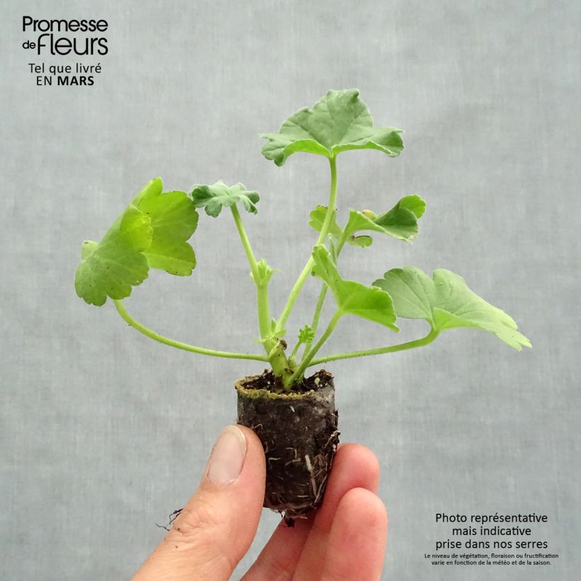 Example of Géranium odorant - Pelargonium citriodorum Mini-motte Ø 1,5/2,5 cm as you get in printemps