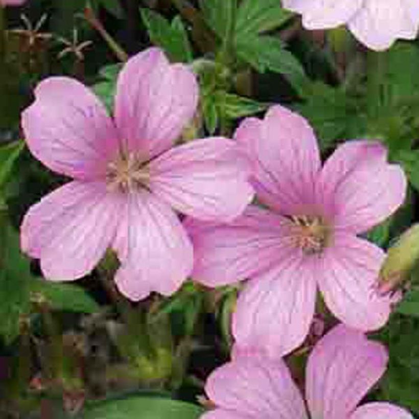 Géranium vivace oxonianum Hollywood (Flowering)