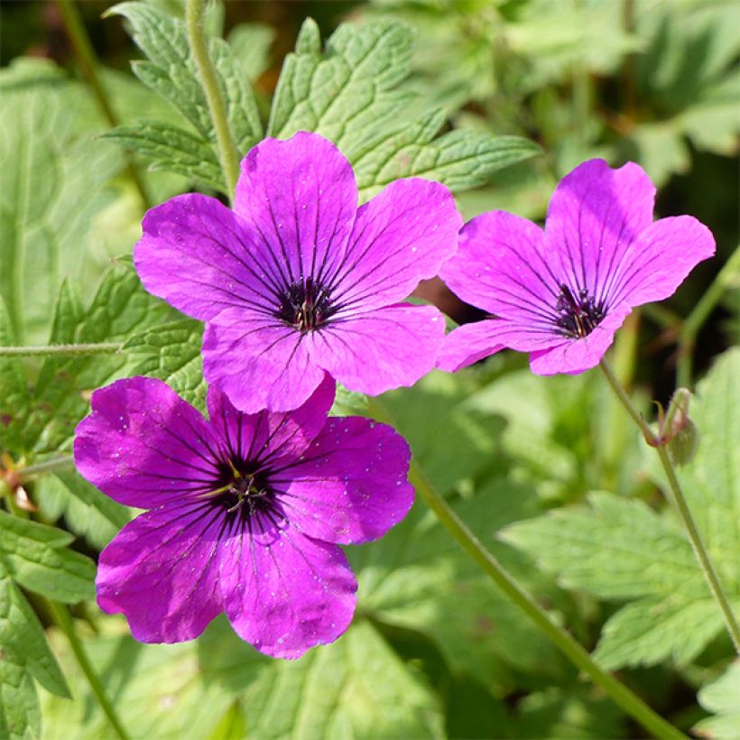 Geranium vivace psilostemon Red Admiral (Flowering)