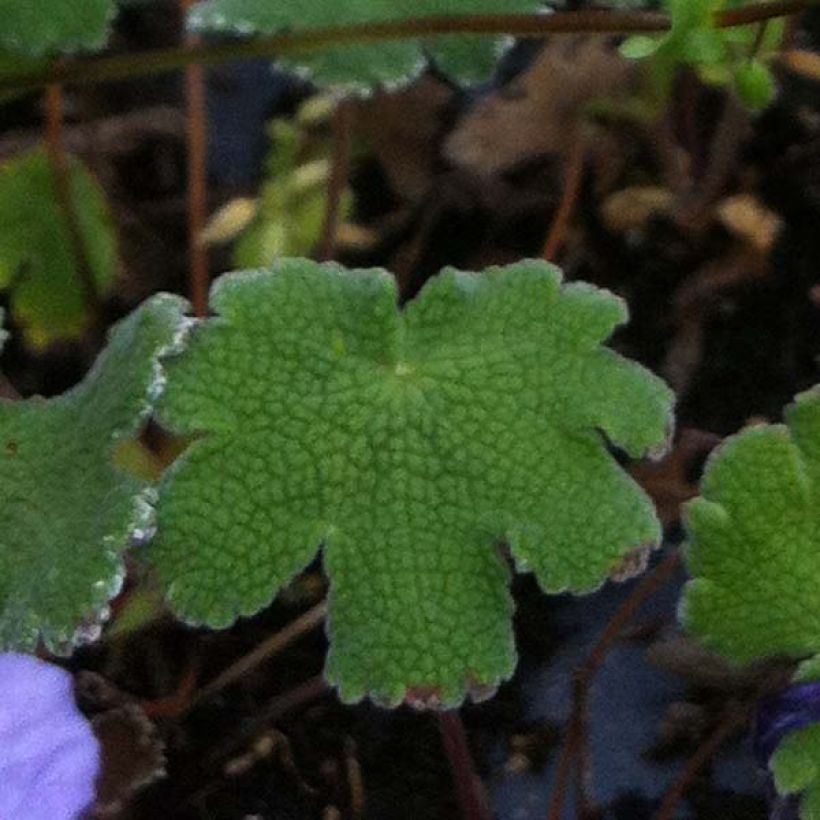 Géranium vivace renardii Tcschelda (Foliage)
