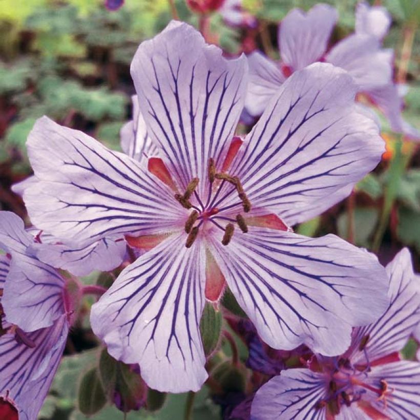 Géranium vivace renardii Tcschelda (Flowering)