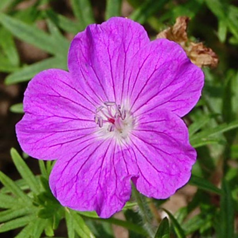 Géranium vivace sanguineum (Flowering)
