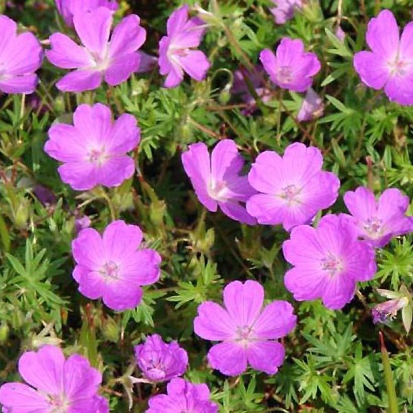 Géranium vivace sanguineum Aviemore (Foliage)