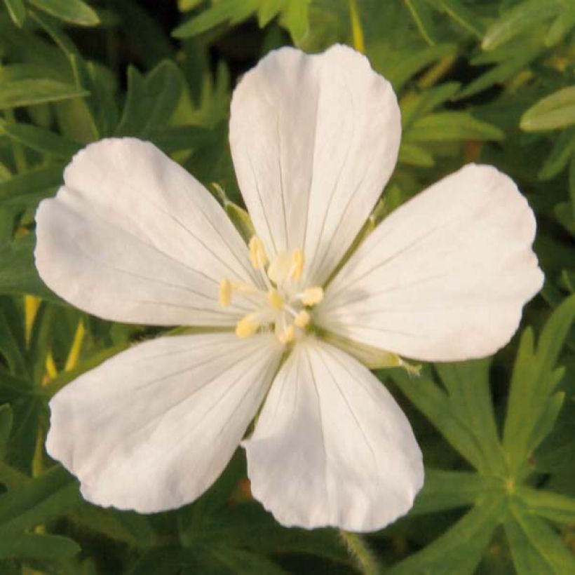 Geranium vivace sanguineum Album (Flowering)
