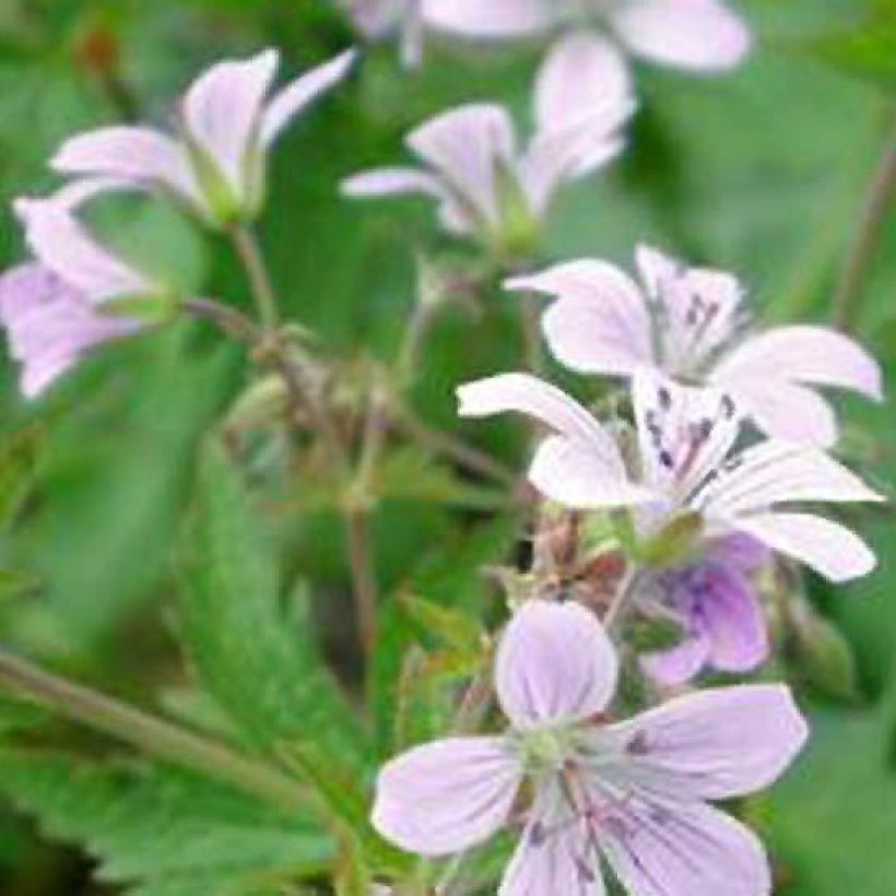 Géranium vivace sylvaticum var. wanneri (Flowering)