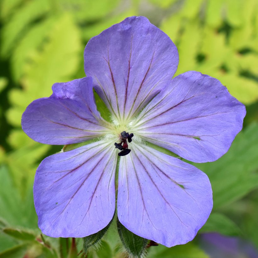 Géranium vivace Alaska  (Flowering)