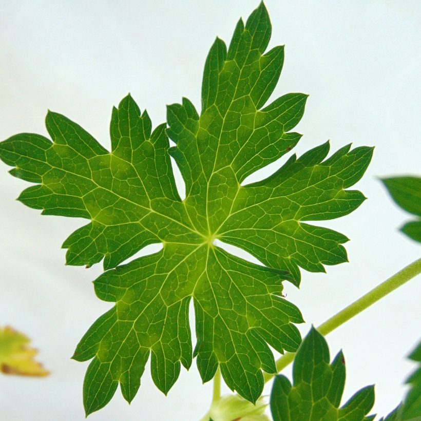 Géranium vivace Azure Rush (Foliage)