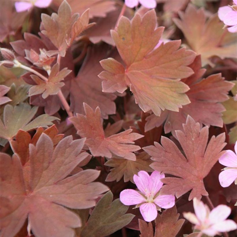 Geranium vivace Bob's Blunder (Foliage)