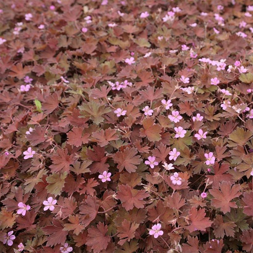 Geranium vivace Bob's Blunder (Flowering)