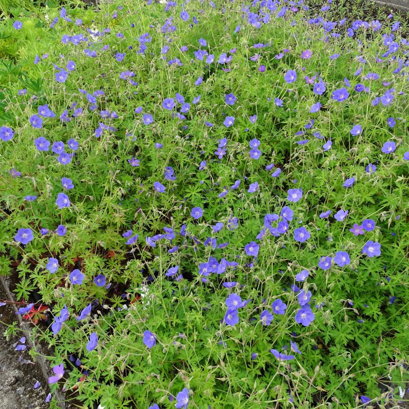 Géranium vivace Brookside - Géranium vivace hybride bleu  (Plant habit)