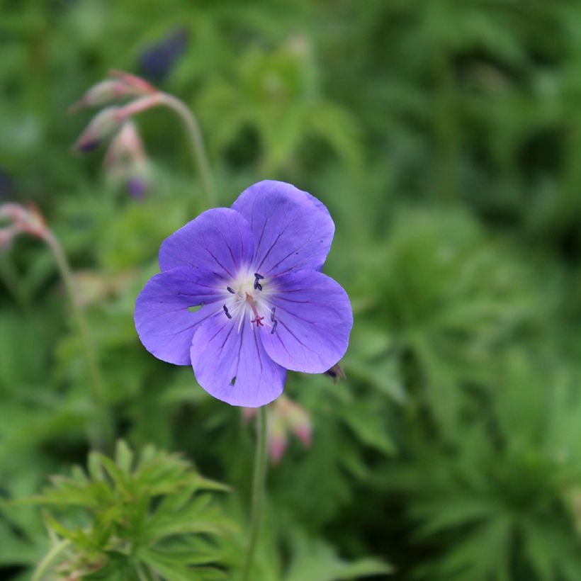 Géranium vivace Brookside - Géranium vivace hybride bleu  (Flowering)
