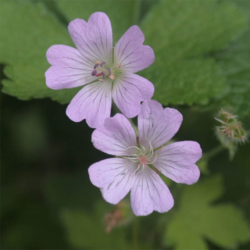 Geranium vivace Chantilly (Flowering)